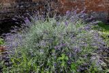 Lavandula angustifolia. Цветущие растения. Северная Осетия, г. Владикавказ, в культуре. 23.07.2022.
