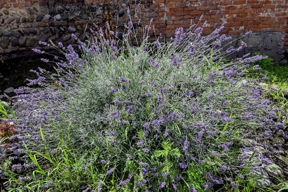 Image of Lavandula angustifolia specimen.