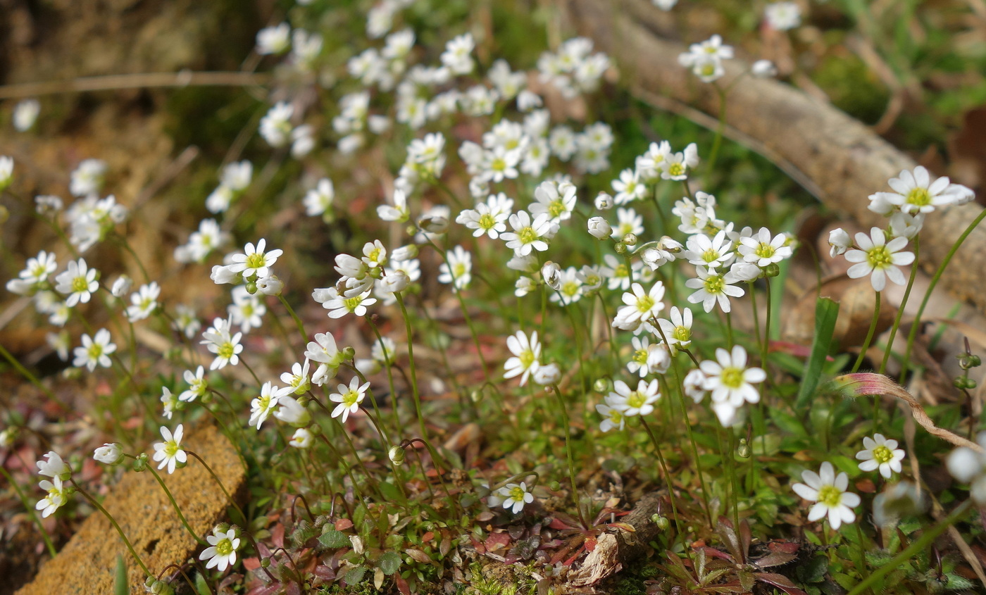 Изображение особи Erophila verna.