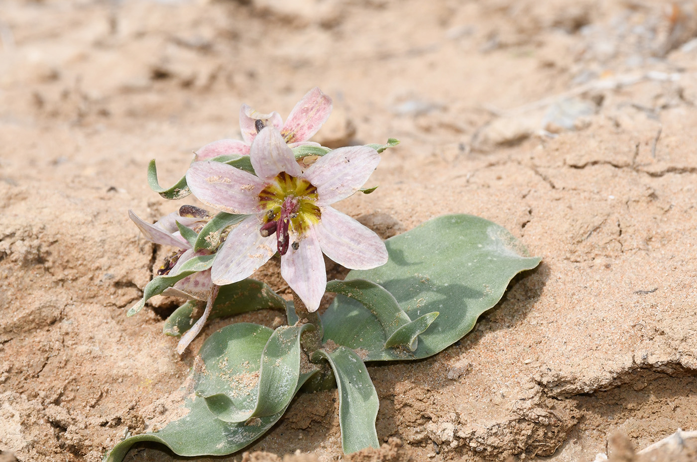 Изображение особи Rhinopetalum karelinii.