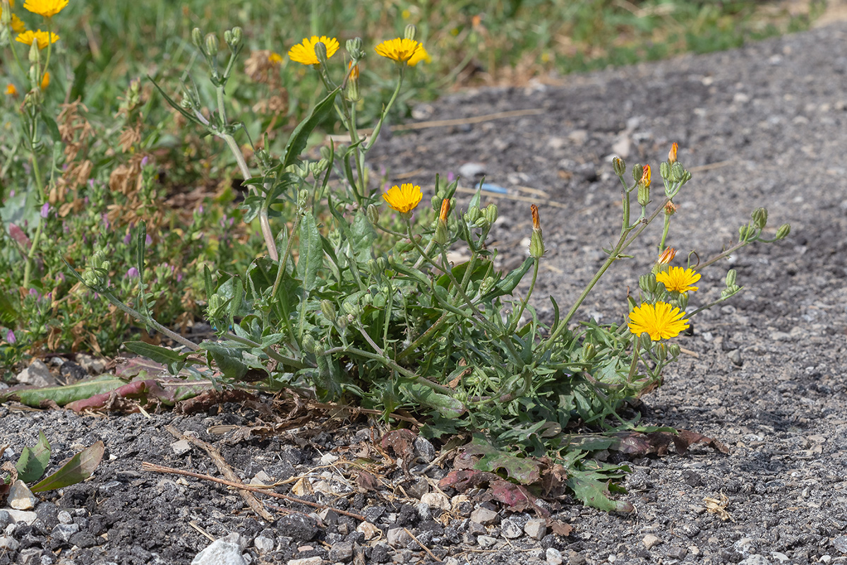 Изображение особи Crepis aculeata.