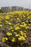 Linum tauricum