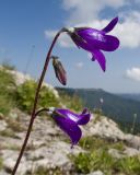 Campanula albovii. Верхушка побега с соцветием. Адыгея, Кавказский биосферный заповедник, хр. Каменное Море, ≈ 2000 м н.у.м., в расщелине скалы. 28.07.2018.