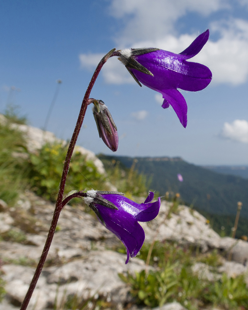 Изображение особи Campanula albovii.