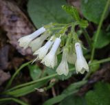 Symphytum grandiflorum. Соцветие в каплях росы. Абхазия, Гудаутский р-н, Рицинский реликтовый национальный парк, долина р. Юпшара, широколиственный лес. 13.04.2024.