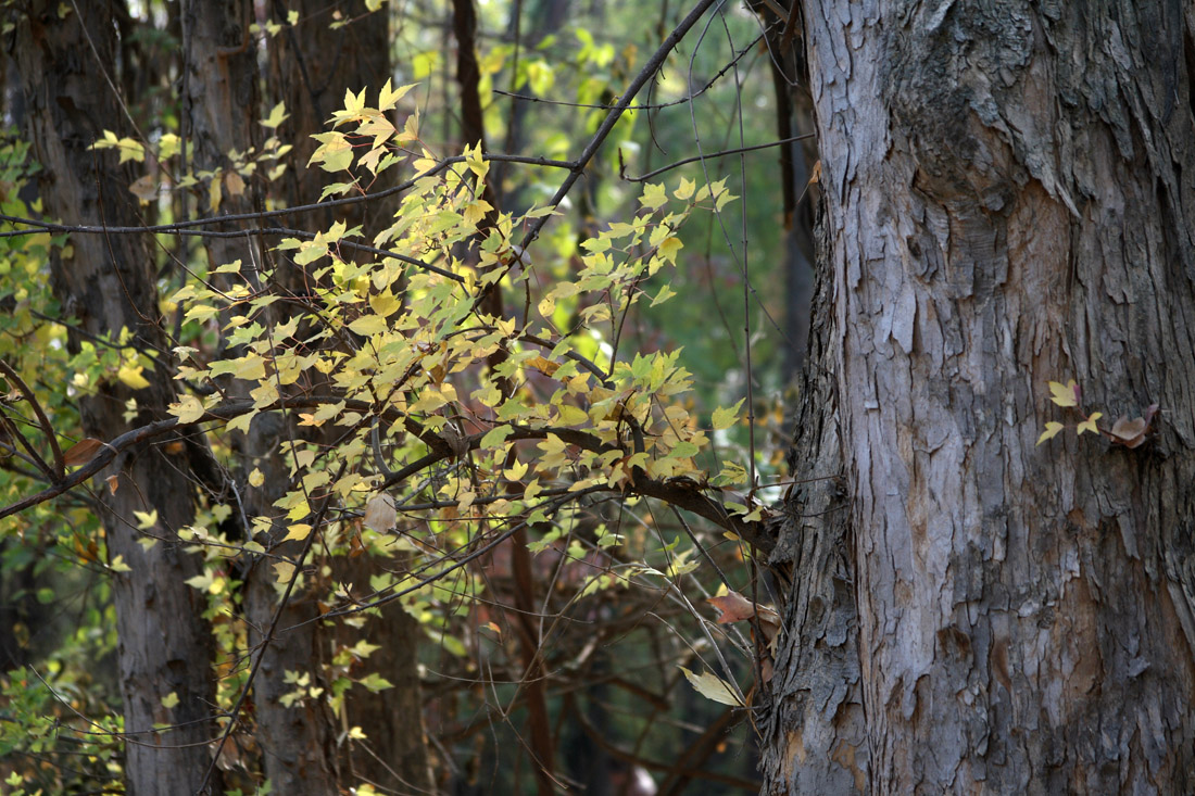 Image of Acer buergerianum specimen.