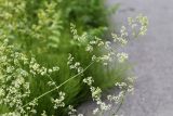 Galium mollugo