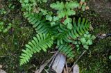 genus Polypodium
