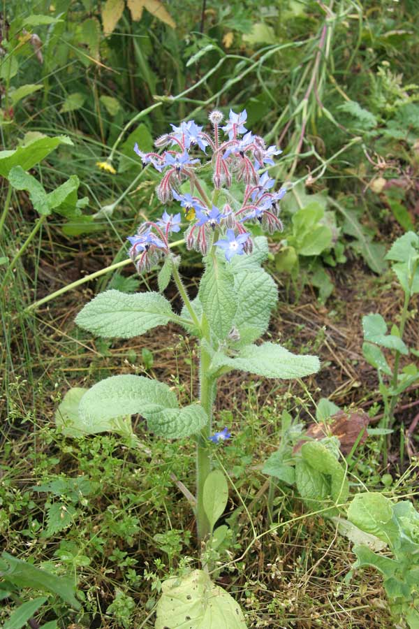 Изображение особи Borago officinalis.