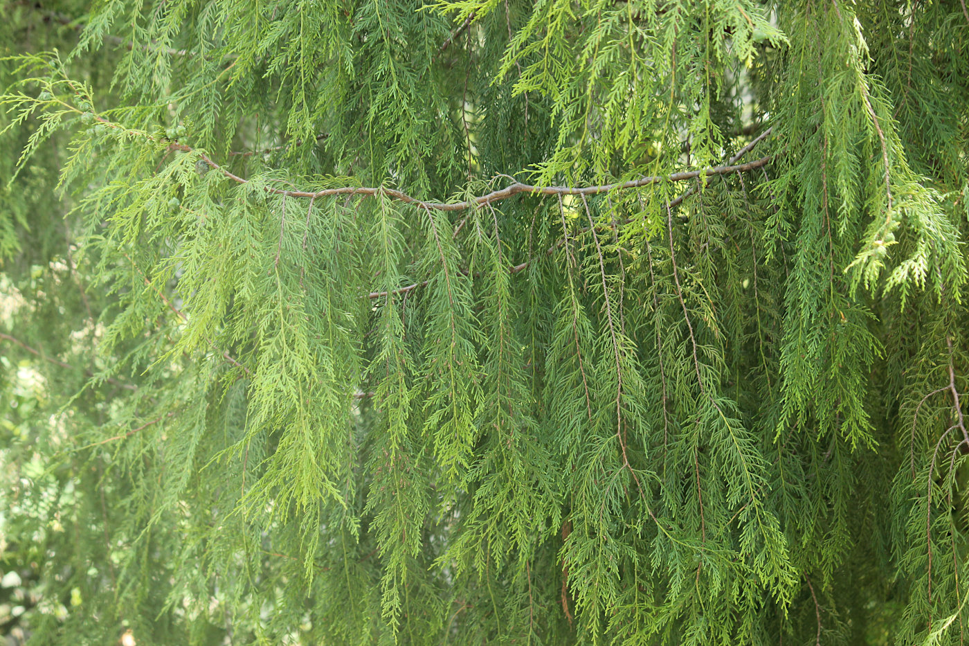 Изображение особи Cupressus funebris.