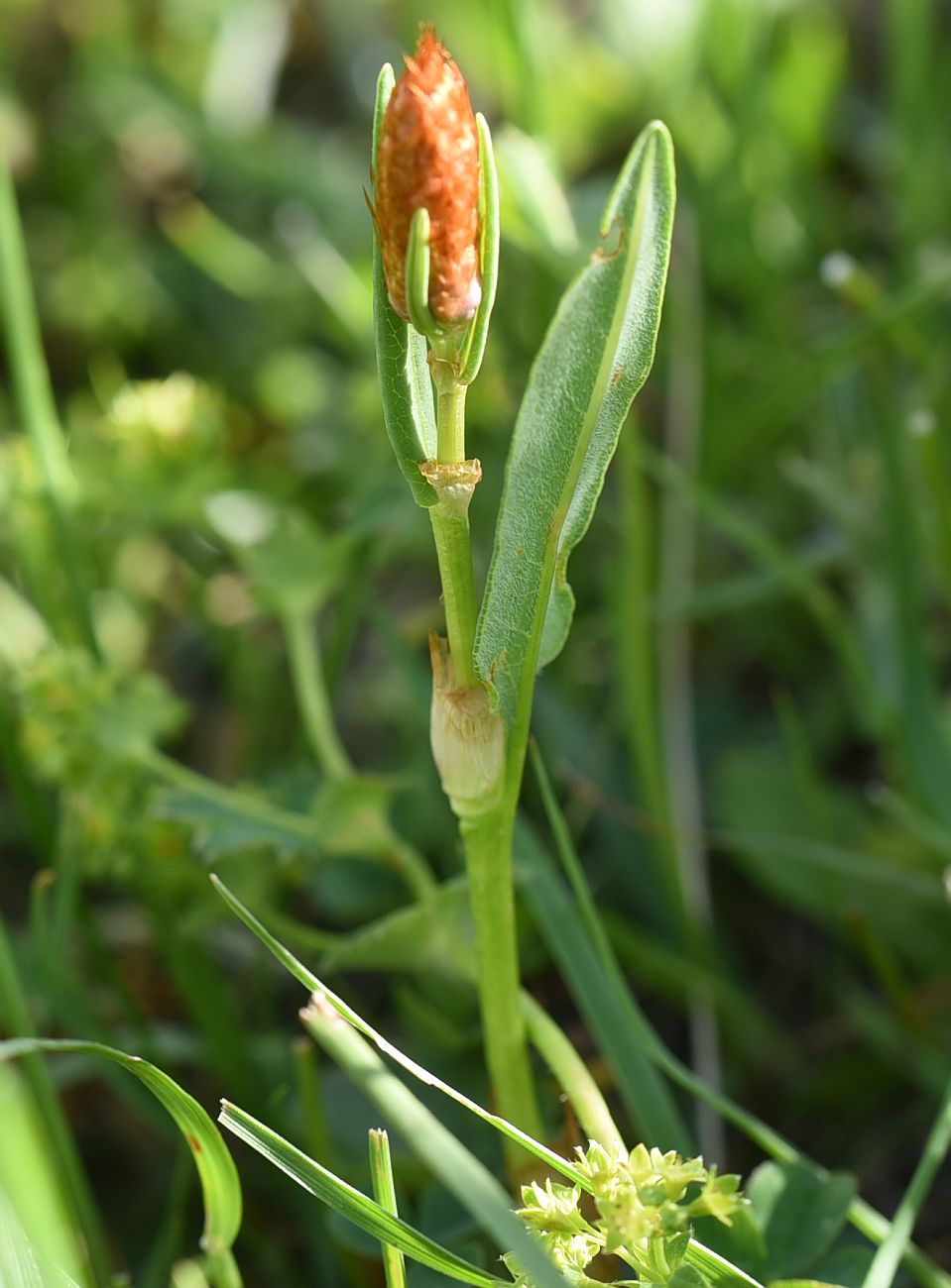 Изображение особи Bistorta carnea.