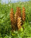 Orobanche grossheimii. Верхушки цветущих растений. Карачаево-Черкесия, Зеленчукский р-н, гора Джисса, ≈ 1600 м н.у.м., субальпийский луг. 14.06.2024.