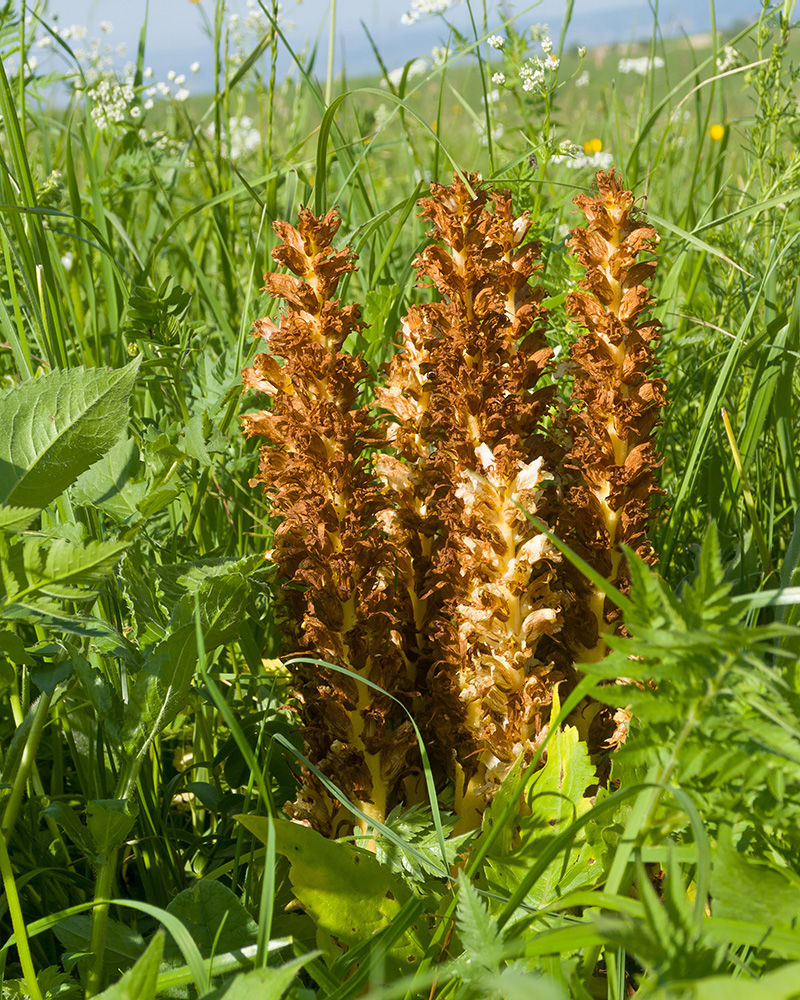 Image of Orobanche grossheimii specimen.