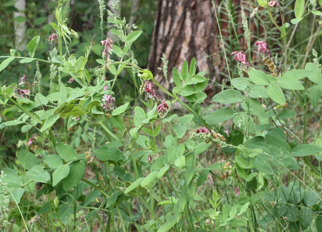 Изображение особи Lathyrus pisiformis.