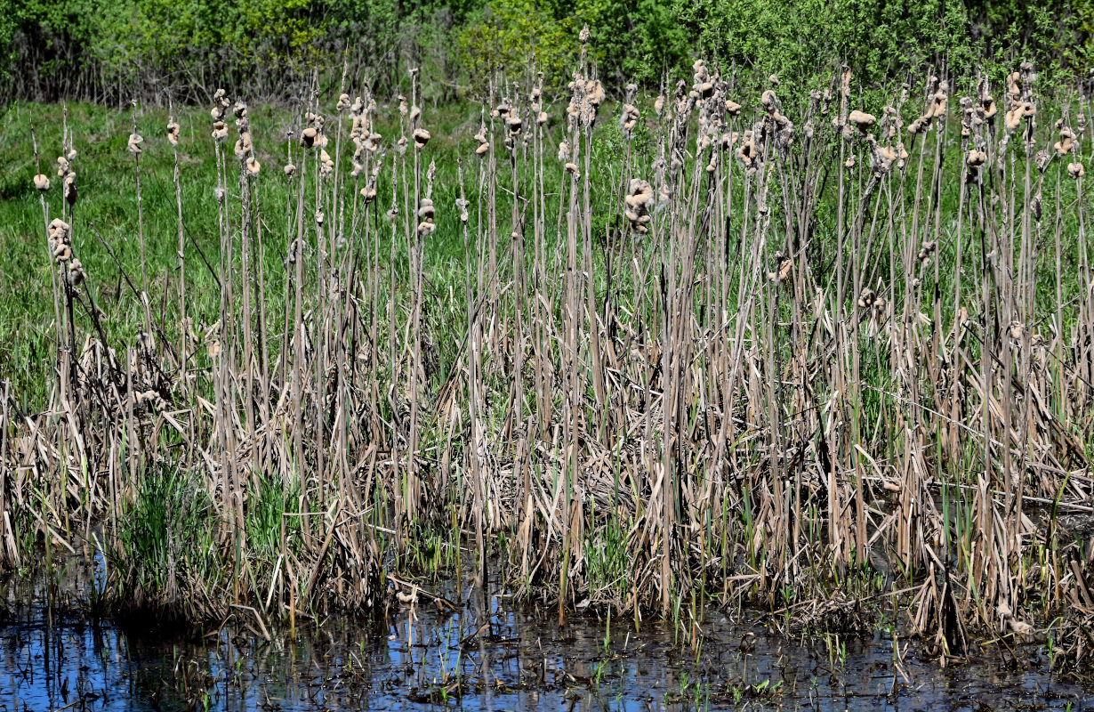 Image of Typha latifolia specimen.