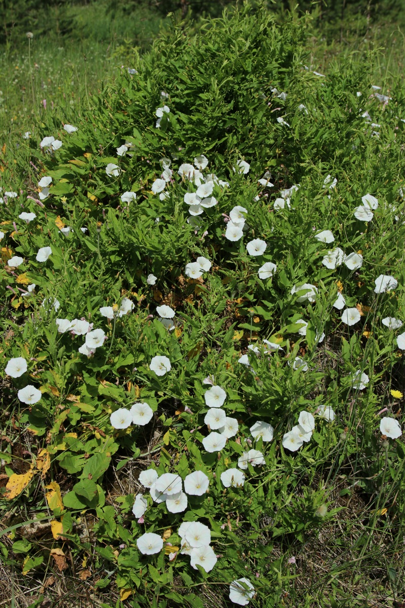 Image of Convolvulus arvensis specimen.
