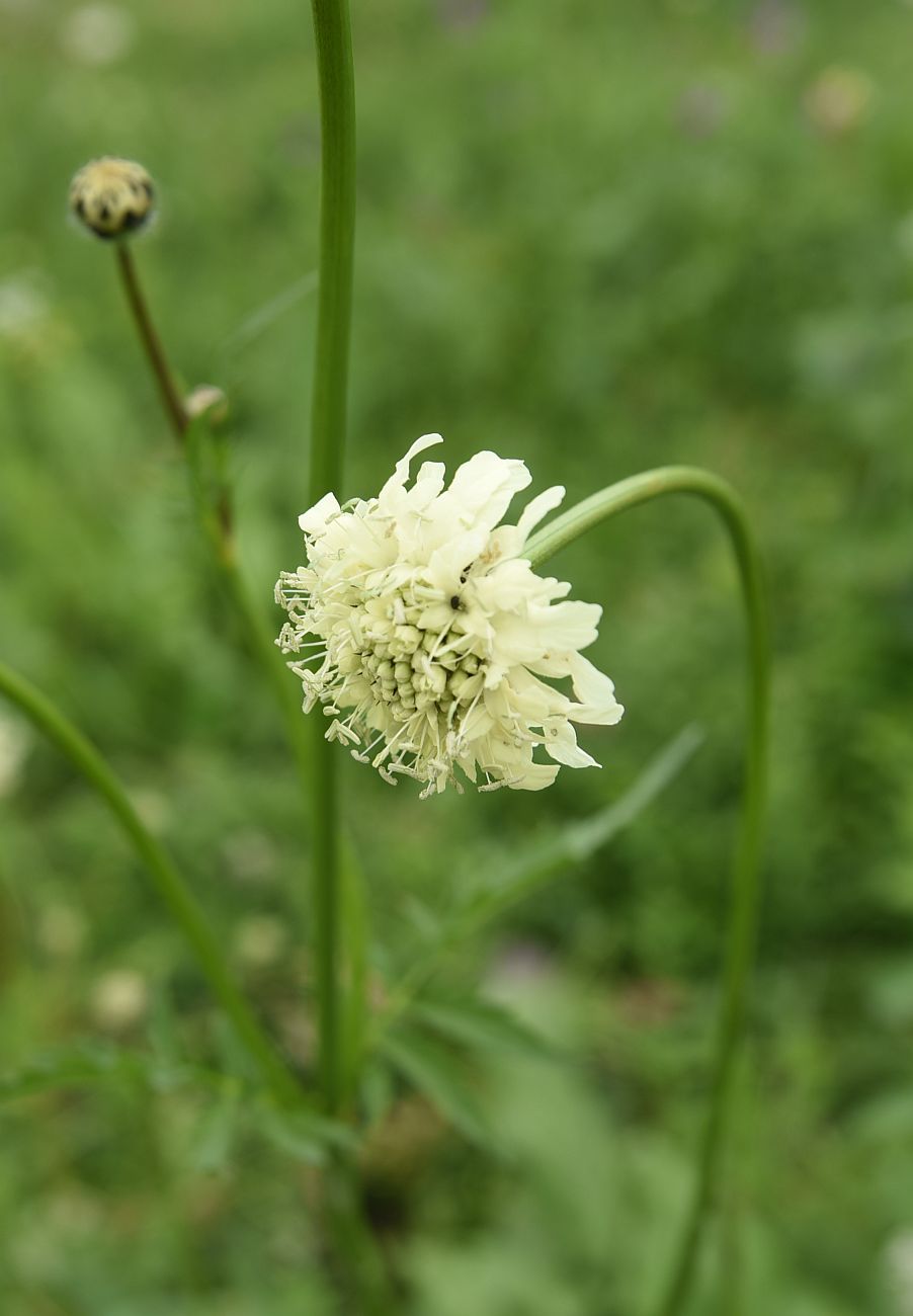 Изображение особи Cephalaria gigantea.