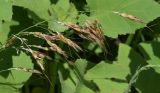 Sorghum halepense