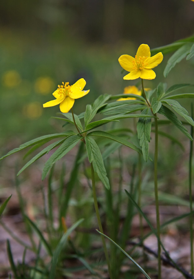 Изображение особи Anemone jenisseensis.