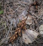род Orobanche