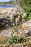 Solidago virgaurea. Плодоносящее растение. Ленинградская обл., Приозерский р-н, Ладожское оз., зал. Лехмалахти, о. Малый Чёрный, замшелая скала. 09.09.2024.