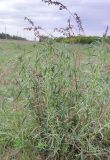 Artemisia dracunculus