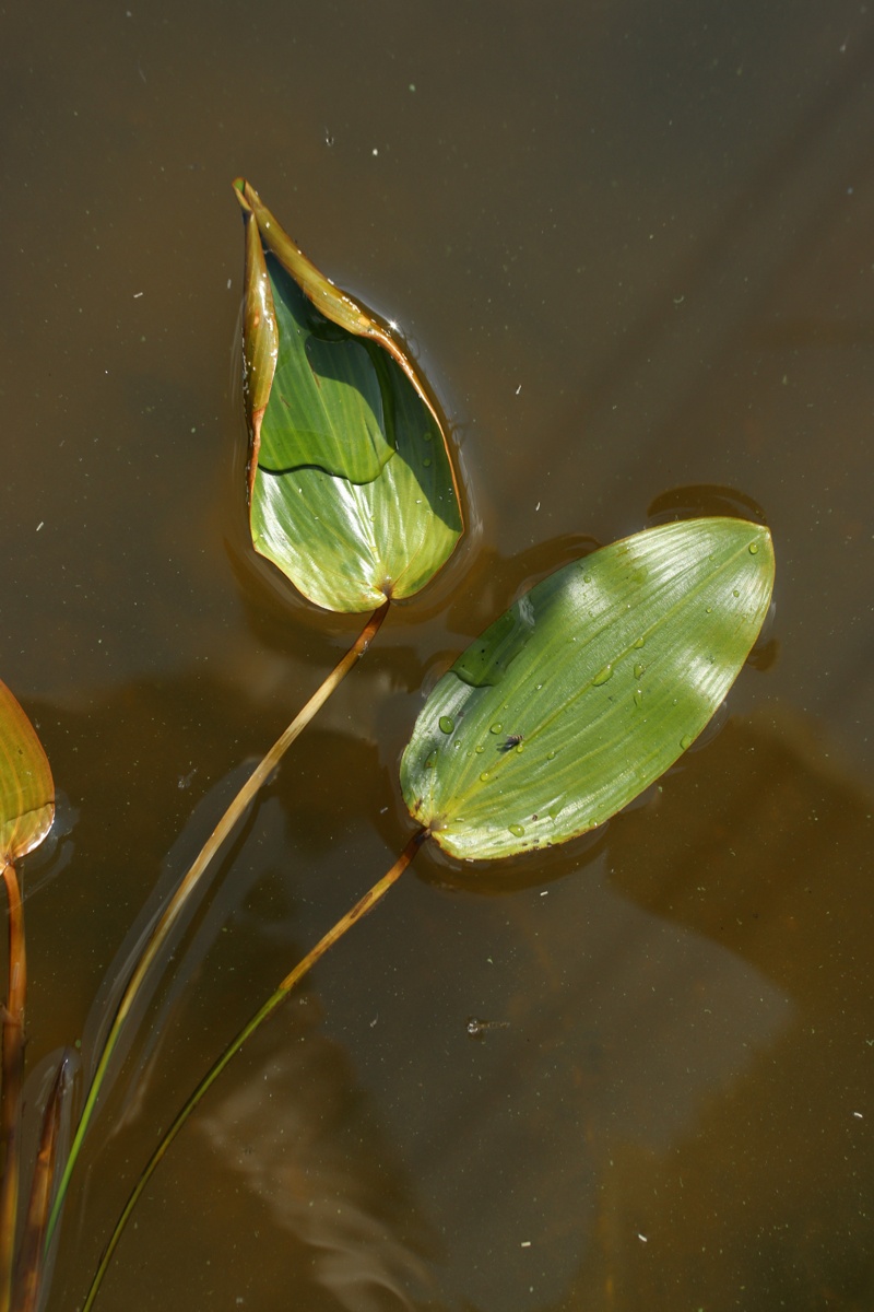 Image of Potamogeton natans specimen.