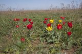 Tulipa suaveolens