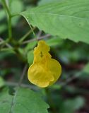 Impatiens noli-tangere