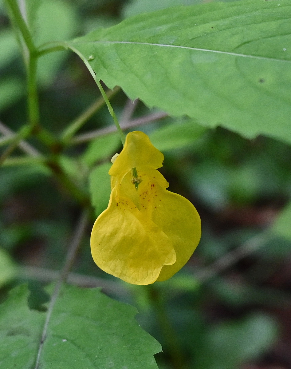 Изображение особи Impatiens noli-tangere.