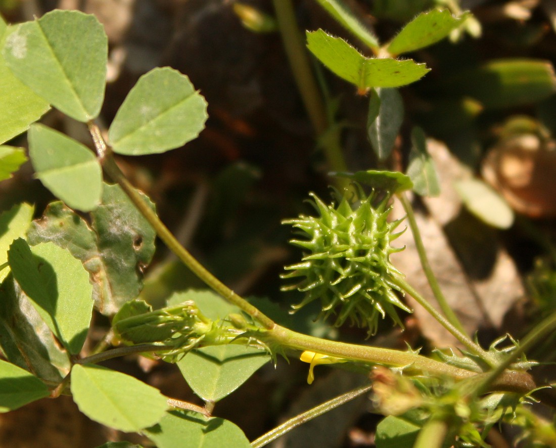 Изображение особи Medicago polymorpha.