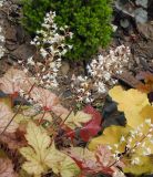 genus × Heucherella