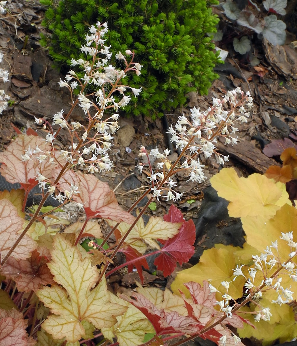 Image of × Heucherella hybrida specimen.