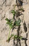 род Valeriana
