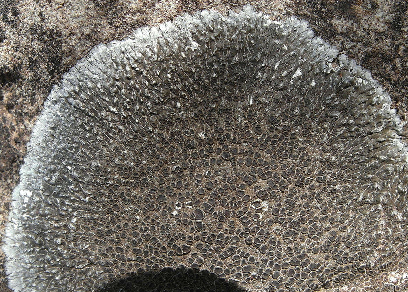 Image of Lobothallia radiosa specimen.