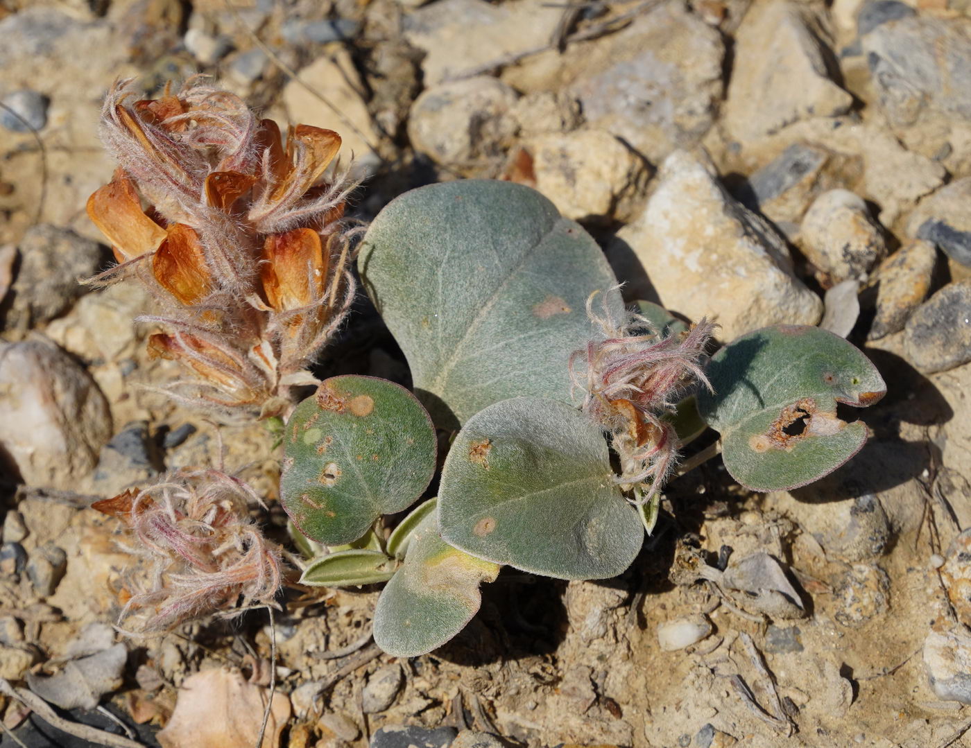 Изображение особи Hedysarum plumosum.