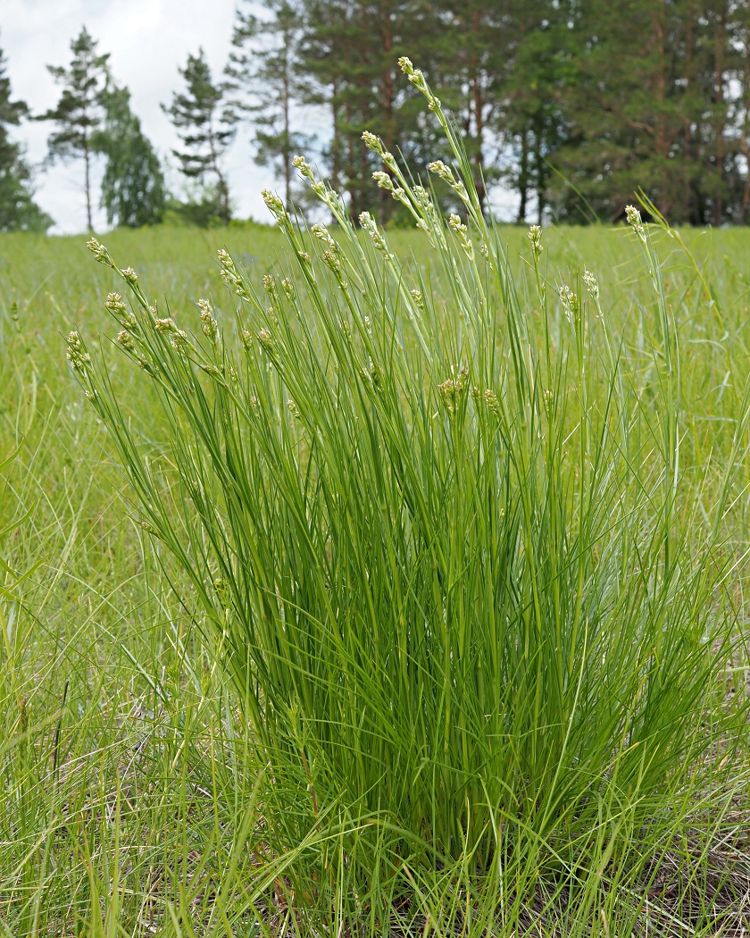 Image of Eremogone longifolia specimen.