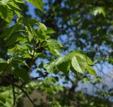 род Ulmus