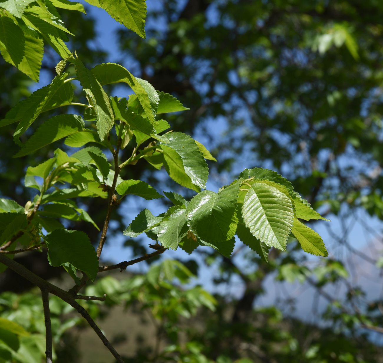 Image of genus Ulmus specimen.