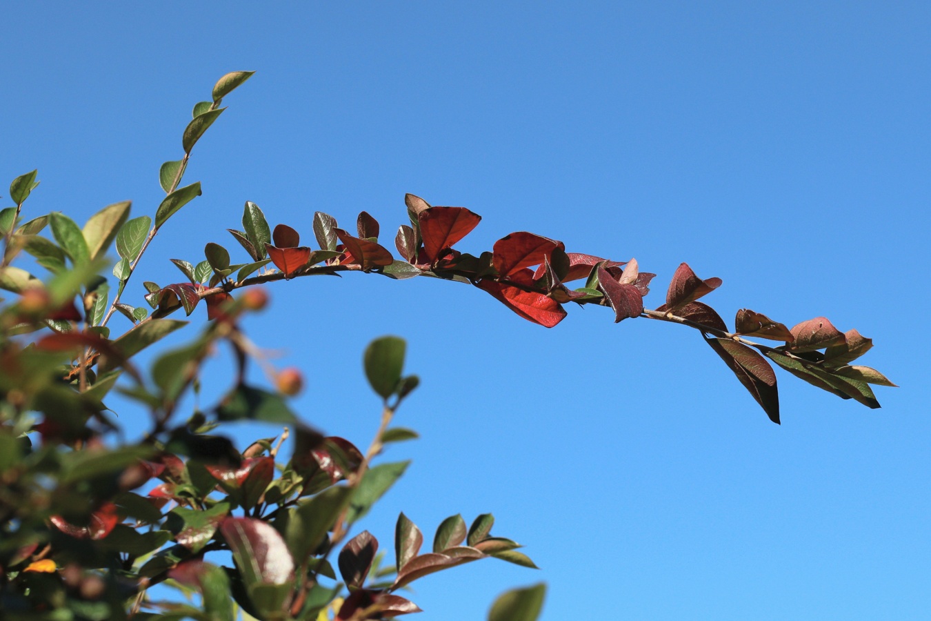 Изображение особи Cotoneaster lucidus.