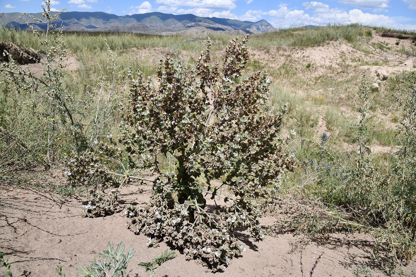 Изображение особи Salvia aethiopis.