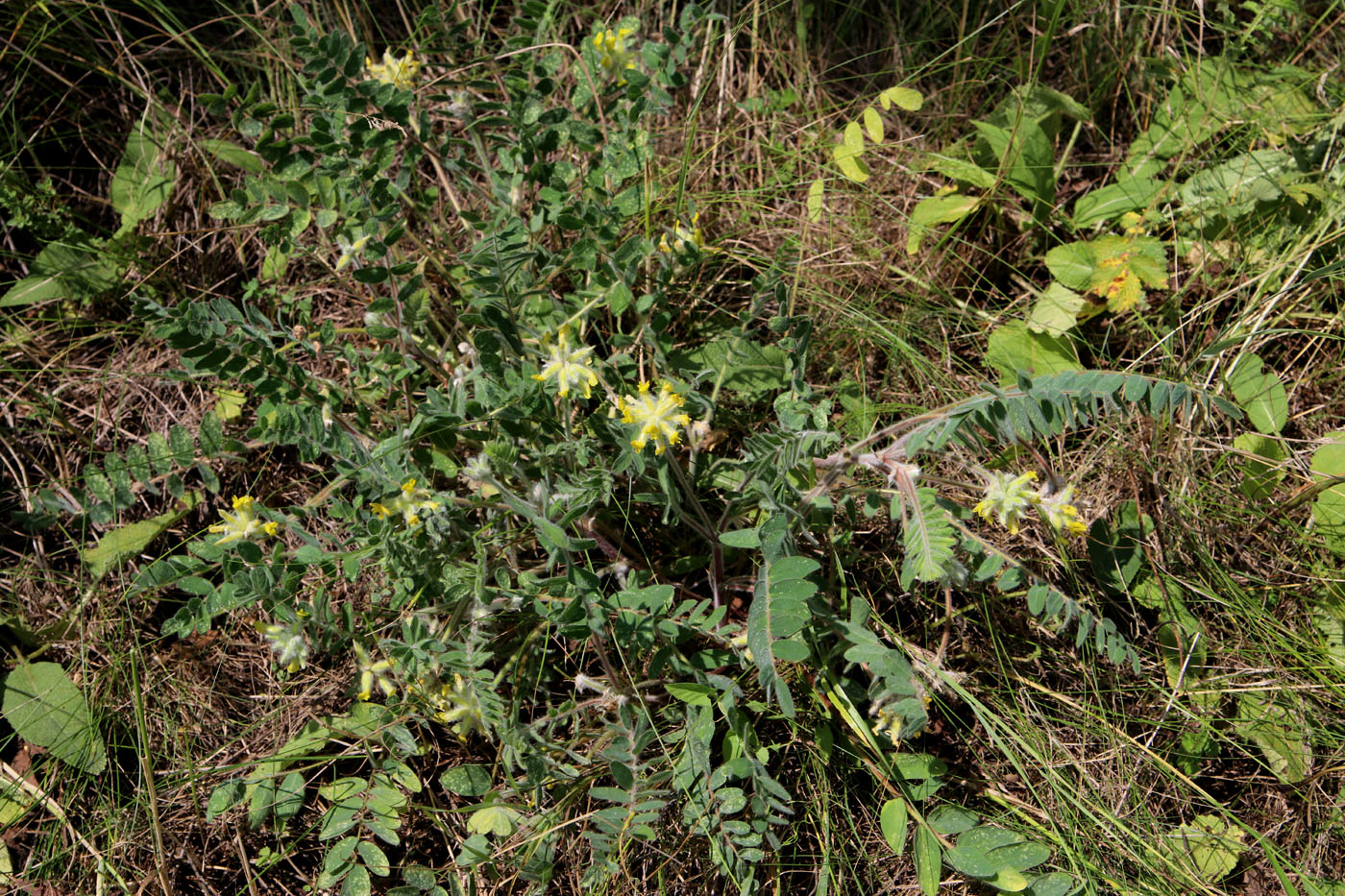 Изображение особи Astragalus dasyanthus.