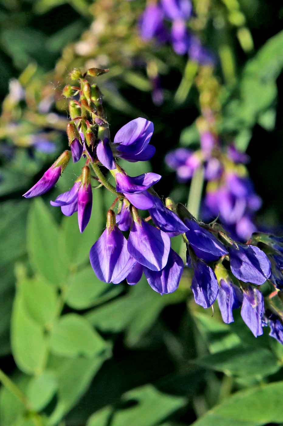 Image of Galega orientalis specimen.