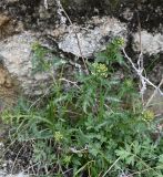 Scrophularia olympica. Зацветающее растение. Дагестан, Хунзахский р-н, горнолыжный курорт \"Матлас\", нижняя тропа, ок. 1800 м н.у.м., подножье утёса. 05.05.2025.