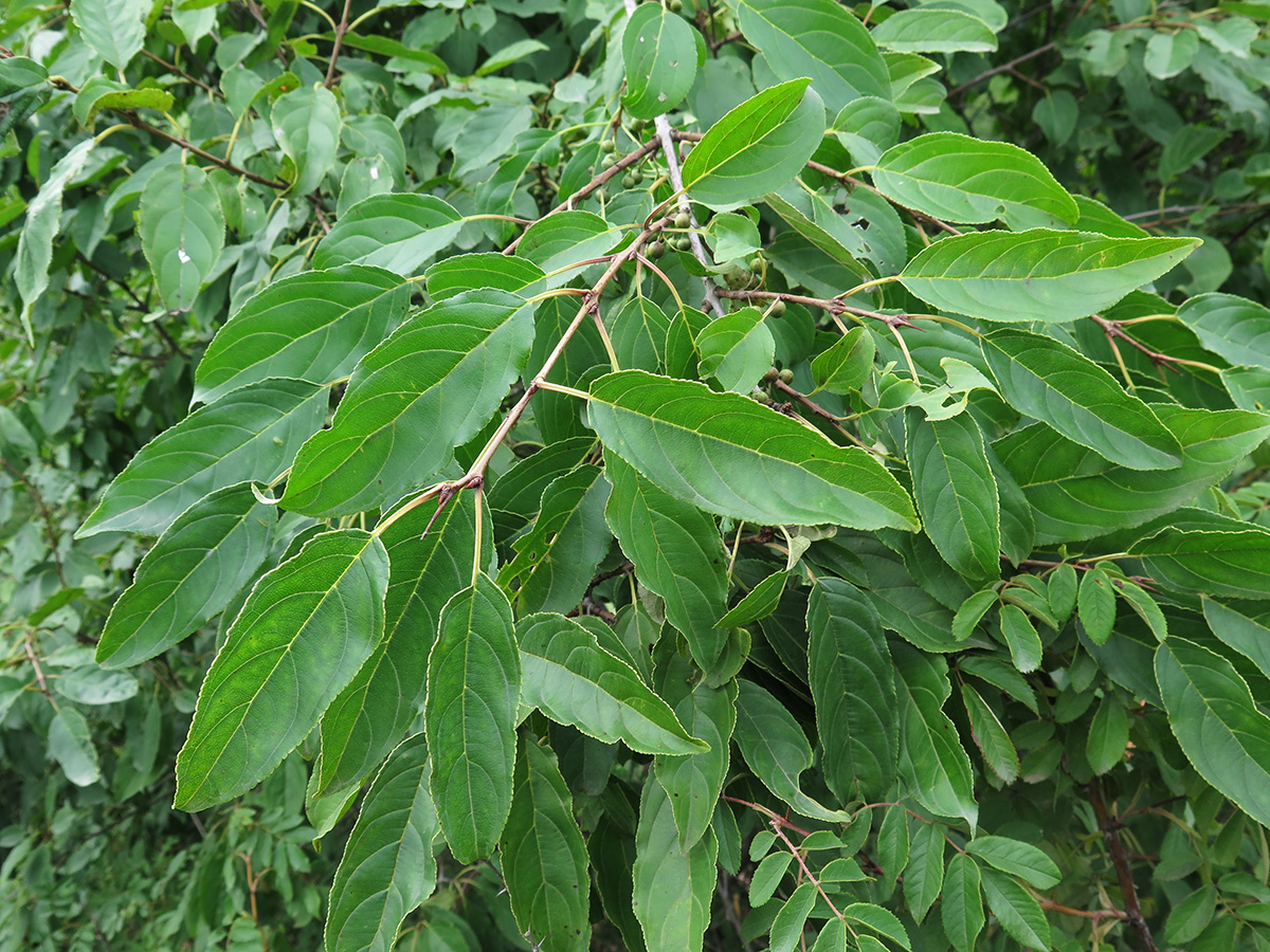 Image of Rhamnus ussuriensis specimen.