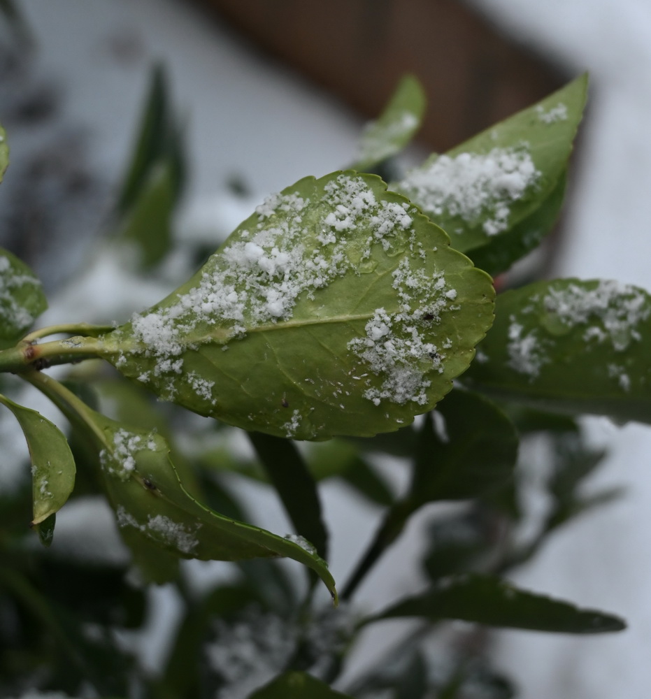 Изображение особи Неопознанный вид.