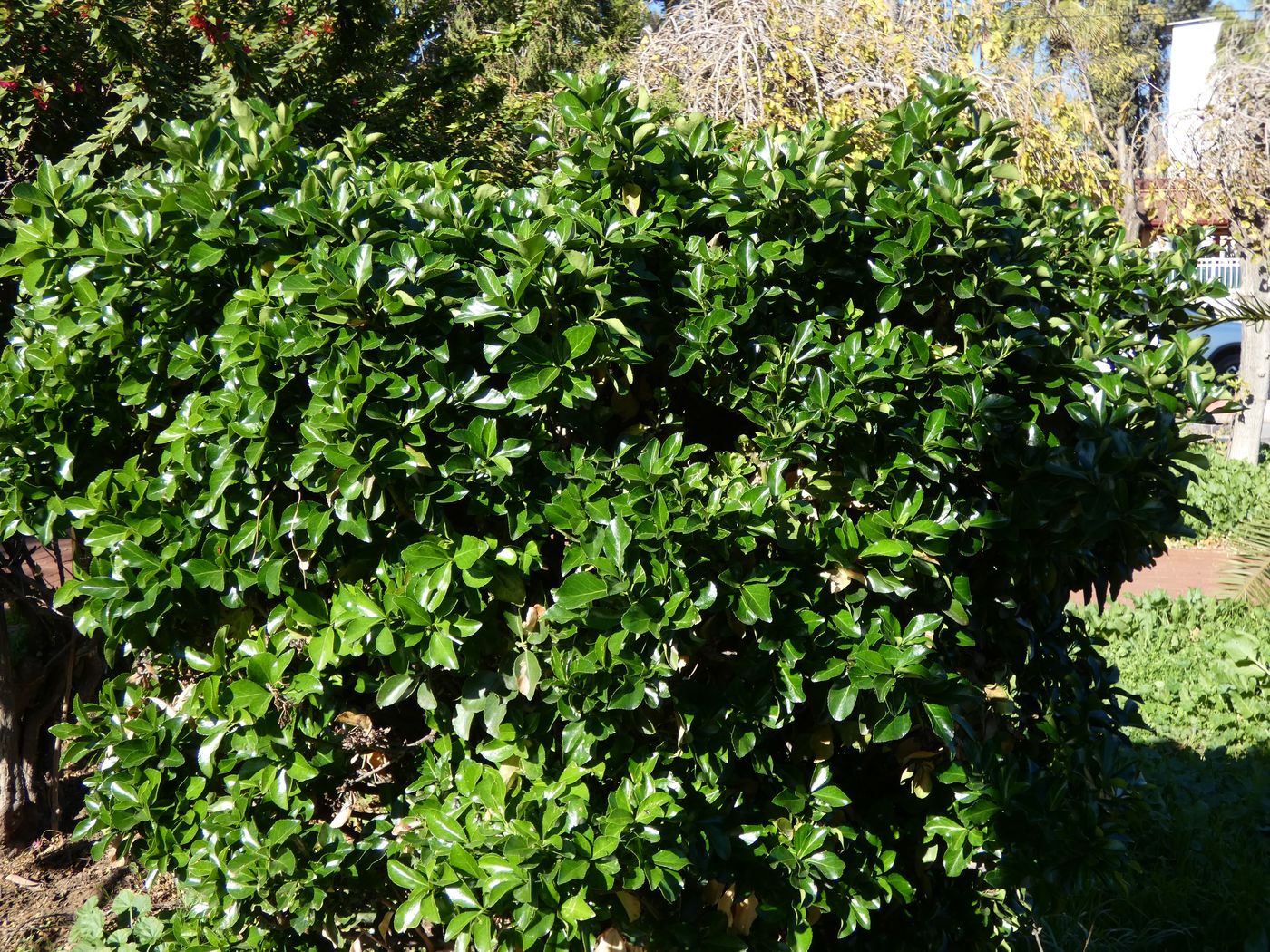 Image of Euonymus japonicus specimen.