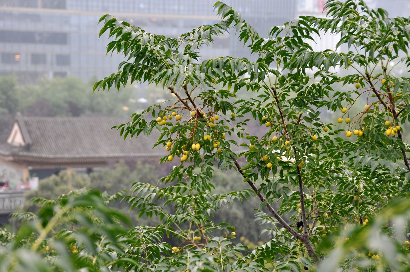 Изображение особи Melia azedarach.