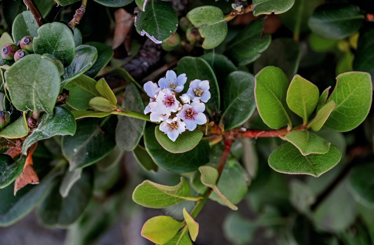 Image of Rhaphiolepis umbellata specimen.