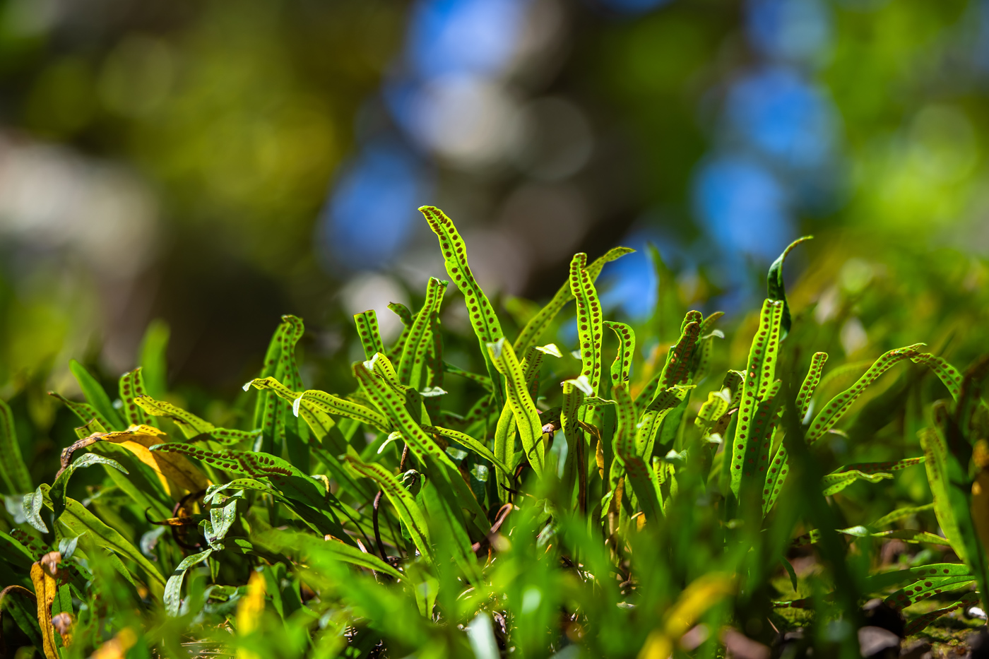 Image of Lepisorus ussuriensis specimen.